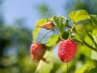 raspberry 3 이미지 (95318501) - 게티이미지뱅크 raspberry 3