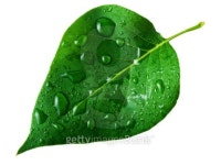 wet leaf w clipping path 2 이미지 (95218983) - 게티이미지뱅크 wet leaf w clipping path 2
