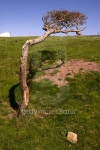 Weathered Tree 이미지 (152034851) - 게티이미지뱅크 Weathered Tree