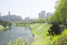 Oilseed rape and moat, Tokyo Prefecture, Honshu, Japan 이미지 (106534630) - 게티이미지뱅크 Oilseed rape and moat, Tokyo... 