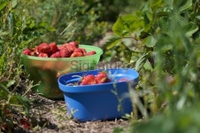 Strawberry Picking 이미지 (174706317) - 게티이미지뱅크 Strawberry Picking