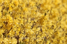 Yellow spring flowers 이미지 (95870190) - 게티이미지뱅크 Yellow spring flowers