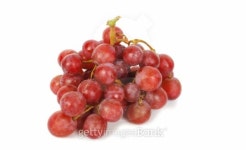 Branch of Red grapes 이미지 (101125183) - 게티이미지뱅크 Branch of Red grapes
