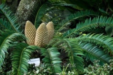 Coning Cycad 이미지 (147097440) - 게티이미지뱅크 Coning Cycad