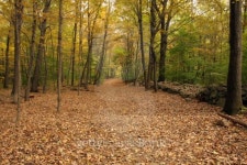 Autumn pathway through the Woods 이미지 (118443080) - 게티이미지뱅크 Autumn pathway through the Woods