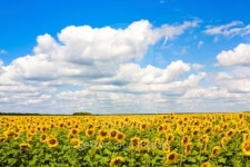 Sunflower field 이미지 (95444698) - 게티이미지뱅크 Sunflower field