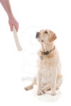 Good dog...sit. 이미지 (117888200) - 게티이미지뱅크 Good dog...sit.