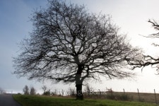 winter tree 이미지 (94762051) - 게티이미지뱅크 winter tree