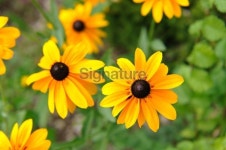 Some Wild Yellow Daisy Flower Topview 이미지 (121309237) - 게티이미지뱅크 Some Wild Yellow Daisy Flower Topview