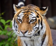 Great tiger. 이미지 (156207730) - 게티이미지뱅크 Great tiger.