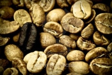 Ripe Coffee Bean 이미지 (93456634) - 게티이미지뱅크 Ripe Coffee Bean