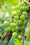 Cluster of vine 이미지 (100797296) - 게티이미지뱅크 Cluster of vine