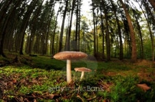 mushroom in the autumn forest 이미지 (105184293) - 게티이미지뱅크 mushroom in the autumn forest