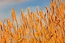 Golden field 이미지 (101453948) - 게티이미지뱅크 Golden field