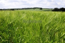 English Barley Fields 이미지 (136934716) - 게티이미지뱅크 English Barley Fields