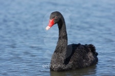 Black Swan on Lake 이미지 (131724058) - 게티이미지뱅크 Black Swan on Lake
