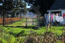 Constantia wine farm 이미지 (118347730) - 게티이미지뱅크 Constantia wine farm