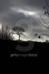 Evening sunset tree silhouette 이미지 (135786114) - 게티이미지뱅크 Evening sunset tree silhouette