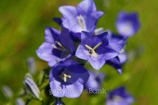 블루캠이엔티(Blue Cam Ent) | Blue Campanula 이미지 (95253733) - 게티이미지뱅크 Blue Campanula