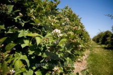 U Pick Berry Farm 이미지 (94763343) - 게티이미지뱅크 U Pick Berry Farm