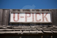 U Pick Sign 이미지 (94768053) - 게티이미지뱅크 U Pick Sign