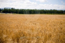 U Pick Berry Farm 이미지 (94755653) - 게티이미지뱅크 U Pick Berry Farm