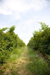 U Pick Berry Farm 이미지 (94802277) - 게티이미지뱅크 U Pick Berry Farm
