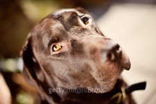 Chocolate Labrador 이미지 (100594007) - 게티이미지뱅크 Chocolate Labrador