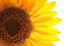 sunflower 이미지 (155308434) - 게티이미지뱅크 sunflower