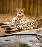 Cheetah Resting on Ground at Zoo 이미지 (134420840) - 게티이미지뱅크 Cheetah Resting on Ground at Zoo