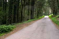 way in magic forest 이미지 (100197228) - 게티이미지뱅크 way in magic forest