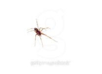 House spider 이미지 (100393982) - 게티이미지뱅크 House spider