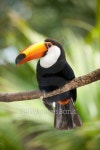 Toco Toucan in deep vegetation 이미지 (118428862) - 게티이미지뱅크 Toco Toucan in deep vegetation
