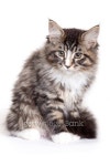 Beautiful Maine Coon kitten 이미지 (118669810) - 게티이미지뱅크 Beautiful Maine Coon kitten