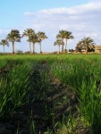 Green Egyptian farm 이미지 (92053735) - 게티이미지뱅크 Green Egyptian farm