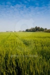 wheat field at northern Israel 이미지 (179294106) - 게티이미지뱅크 wheat field at northern Israel