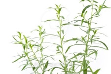 네이처후레쉬 타라티피에스 | Fresh green Tarragon 이미지 (136567680) - 게티이미지뱅크 Fresh green Tarragon