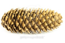Woods pine cone 이미지 (146865803) - 게티이미지뱅크 Woods pine cone