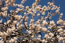 Spring blossom 이미지 (100144984) - 게티이미지뱅크 Spring blossom