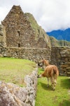 Llamas at Machu Picchu 이미지 (100591511) - 게티이미지뱅크 Llamas at Machu Picchu