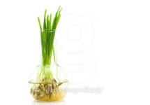 biotechnology research 이미지 (94502839) - 게티이미지뱅크 biotechnology research