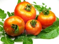 Bio tomatoes 3 이미지 (101819745) - 게티이미지뱅크 Bio tomatoes 3