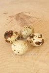 four organic quail eggs on a timber board 이미지 (100665670) - 게티이미지뱅크 four organic quail eggs on a timber board