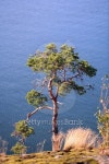 Lonesone Tree. 이미지 (152035000) - 게티이미지뱅크 Lonesone Tree.
