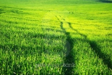 Road on green field. 이미지 (100463657) - 게티이미지뱅크 Road on green field.