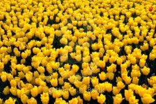 Yellow Tulips 이미지 (118314764) - 게티이미지뱅크 Yellow Tulips