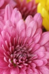 Dahlia Arrangment 이미지 (94757472) - 게티이미지뱅크 Dahlia Arrangment