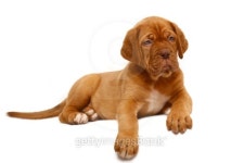 Puppy of breed a mastiff from Bordeaux. 이미지 (179065976) - 게티이미지뱅크 Puppy of breed a mastiff from Bordeaux.