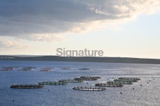 fish farm 이미지 (176116473) - 게티이미지뱅크 fish farm