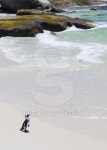 Jackass penguin in natural environment 이미지 (91775315) - 게티이미지뱅크 Jackass penguin in natural environment